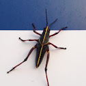 Eastern Lubber Grasshopper