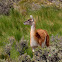 Guanaco