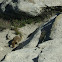 Marmot