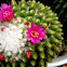 Mammillaria toluca