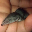 Lesser White-toothed Shrew