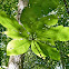Umbrella magnolia