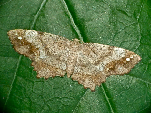 Spotting Image 1