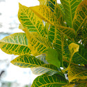 Variegated Croton