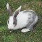 Indian rabbit