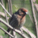 House Finch