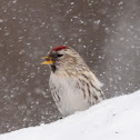 Common Redpoll