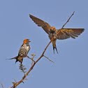 Lesser Striped Swallow