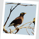 Indian Myna