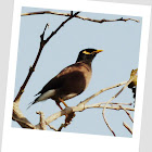 Indian Myna