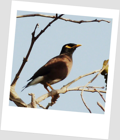 Spotting Image 1