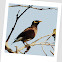 Indian Myna