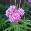 Milk weed