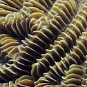 Maze Coral