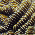 Maze Coral