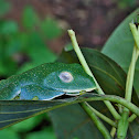 Malabar Gliding Frog
