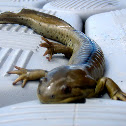 tiger salamander