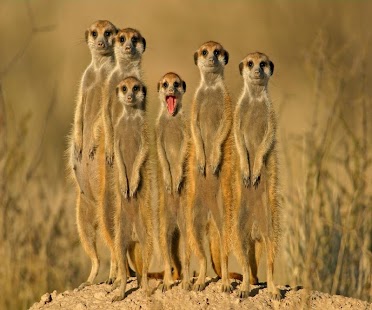 How to install Funny Animal Pictures lastet apk for laptop