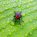 Flesh Fly