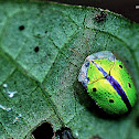 Tortoise beetle