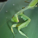 European mantis