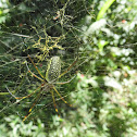 Aranha-de-teia