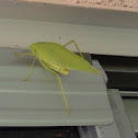 California Angle-winged Katydid