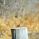 House Finch