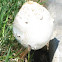Green-Spored Parasol