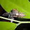 Jumping Spider