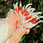 Major Mitchell's Cockatoo