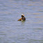 Long-tailed Duck