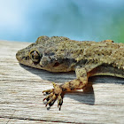 Tropical house gecko