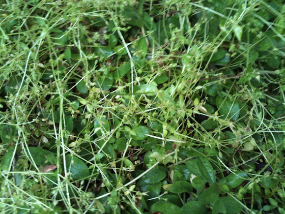 Spotting Image 1