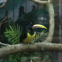 Toucan
