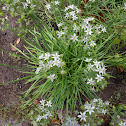 Garlic Chives