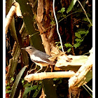 Oriental Magpie Robin