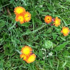 Orange hawkweed