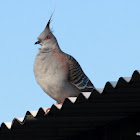 Crested Pigeon