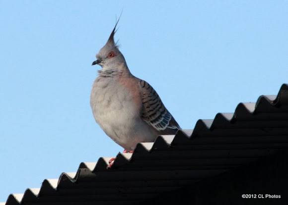 Spotting Image 1