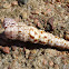 Tower Snail Shell