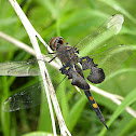 Black Saddlebags