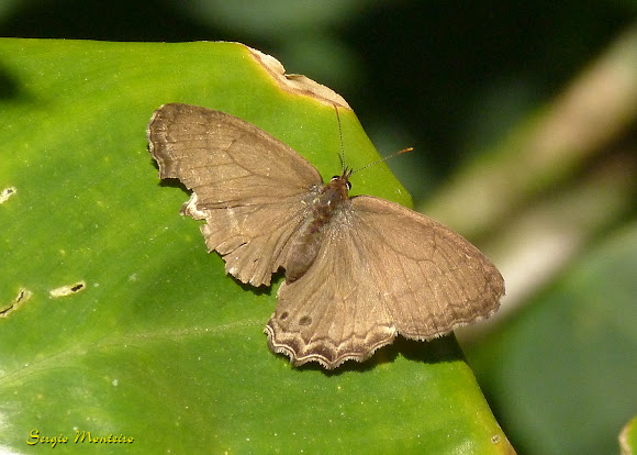 Spotting Image 1