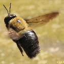 Common Eastern carpenter bee, male