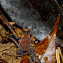 Leaf Toad