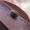 Blattellidae (ootheca)