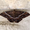 Black Witch Moth