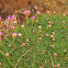 Sea thrift