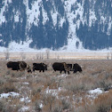 Moose