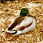 Mallard